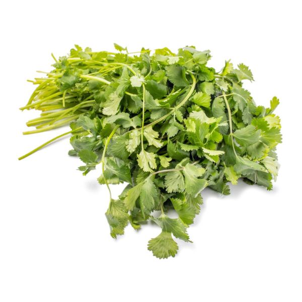 cilantro1bunch